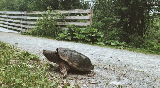 A tortoise on the sidewalk